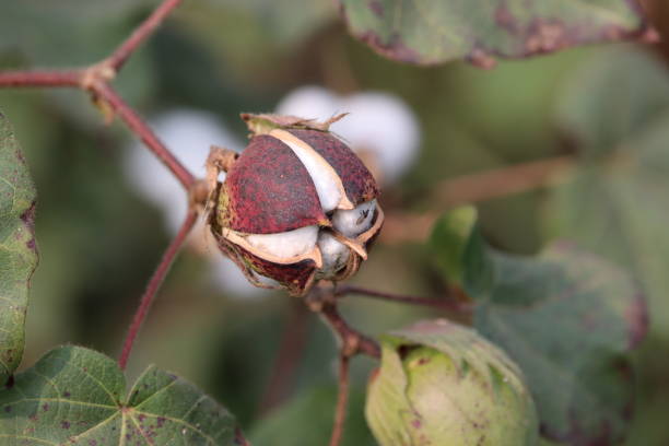istock ripe cotton ball on cotton plants 1202028088