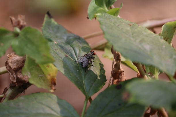 istock Housefly sitting on green grass leaf shot 1202029063