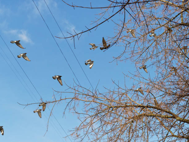 A flock of pigeons in the winter sky