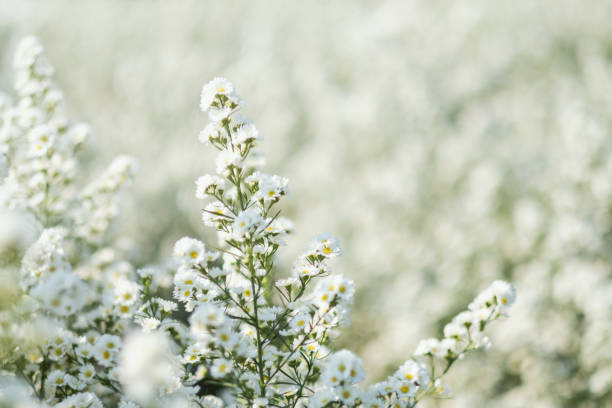 istock a beautiful white Cutter flower field 1202029620
