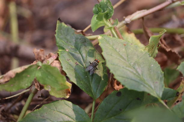 istock Housefly sitting on green leaf shot 1202029642