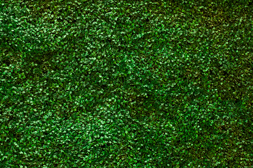 artificial small green leafs texture wall background
