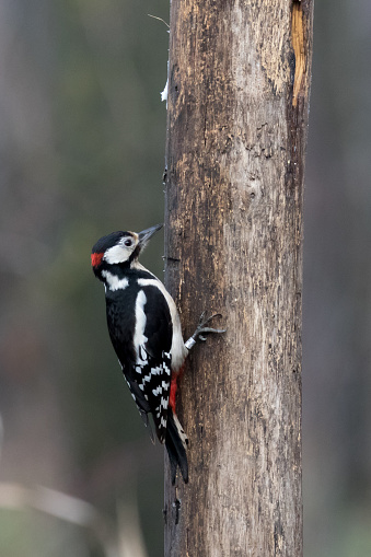 A Woodpecker comes to the backyard desk