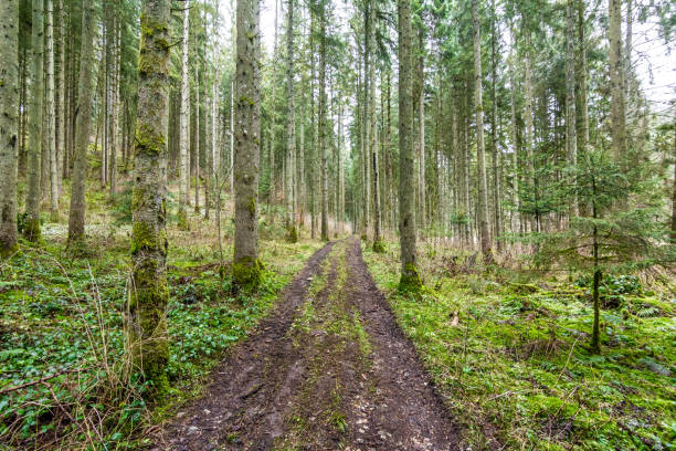 Green path throug trees in winter stock photo