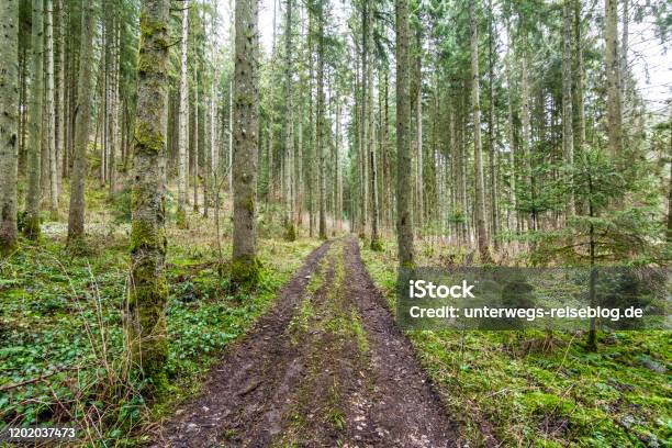 Green Path Throug Trees In Winter Stock Photo - Download Image Now - Beauty, Black Forest - Germany, Branch - Plant Part