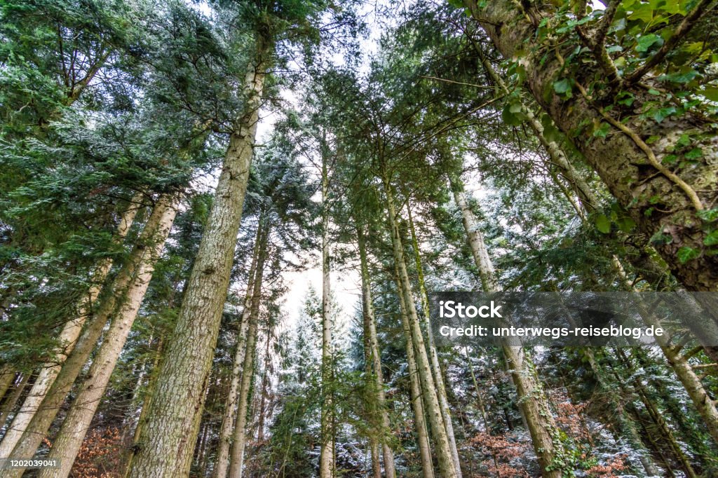 Trees in wood in winter Tall coniferous trees in winter standing in the forest Beauty Stock Photo