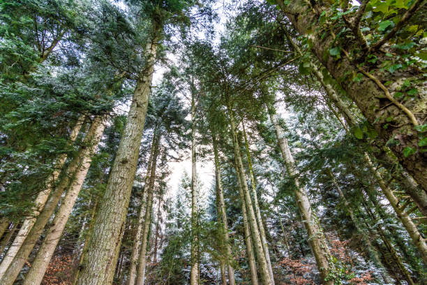 Trees in wood in winter stock photo