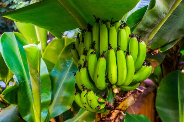 Photo of closeup of a banana bunch on a tree, edible banana plant specie from Asia