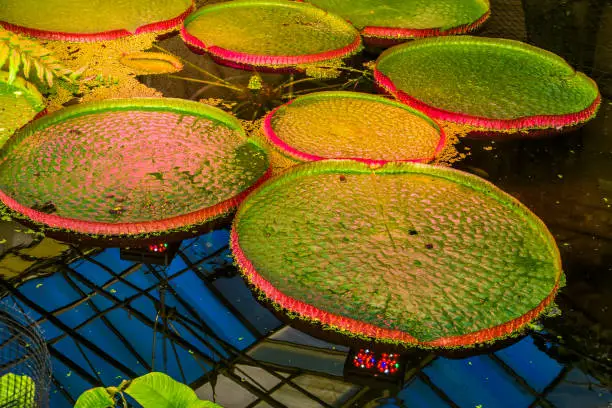 Photo of Big leaves of a victoria longwood hybrid, cultivar of Amazonica and cruziana, popular tropical water plant specie from America