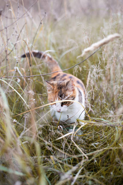 little kitten playing on the grass close up