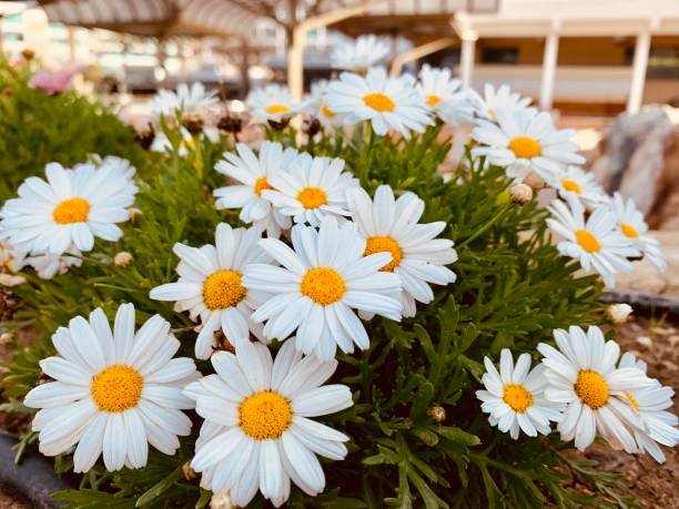 istock Beautiful chamomile flowers blossom bush 1202040610