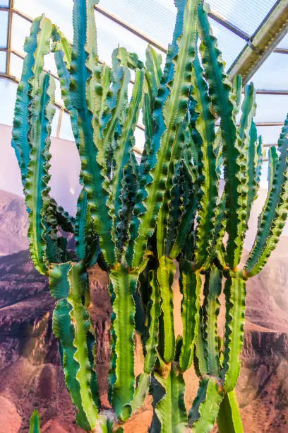 Photo of closeup of a candelabra tree, popular ornamental plant specie from Africa