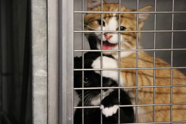 istock two funny crying kittens behind the fence in a cage 1202043507
