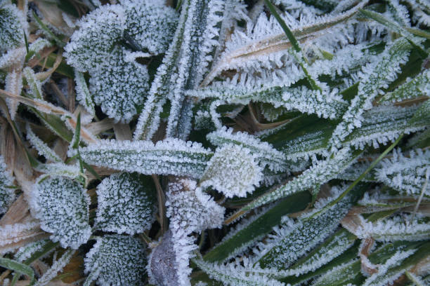 istock Frost on green grass on winter season 1202043639
