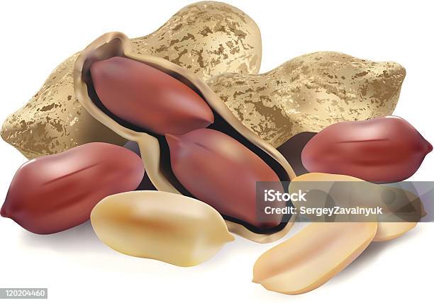 Amendoim Em Uma Concha E Apuradas - Arte vetorial de stock e mais imagens de Amendoim - Alimento - Amendoim - Alimento, Casca de Noz, Castanho