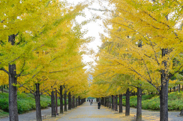 istock A road with beautiful autumn leaves in Japan 1202046199