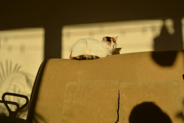 istock Cat pet sleeping home on a sofa in the solar light 1202046617