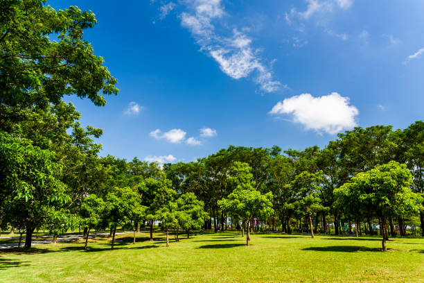 bellissimo parco cittadino a tainan, taiwan. - wavelet foto e immagini stock