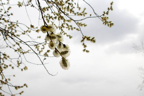 Salix atrocinerrea Brot. Spring willow tree swells. Beautiful fluffy tree flowers against the backdrop of the landscape. Early spring bright sky, new life.
