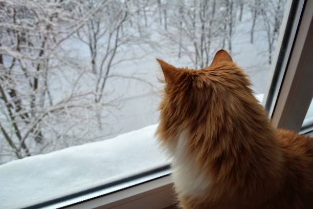 istock Red cat pet looking on a winter window 1202047633