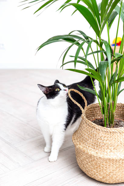 istock Black and white cat sniffs a green plant in a wicker basket. Vertical photo 1202047736