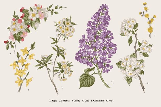 ilustraciones, imágenes clip art, dibujos animados e iconos de stock de arboles en flor. - botánica