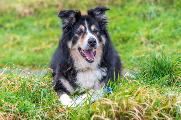 istock Border collie lying down in countryside 1202049157