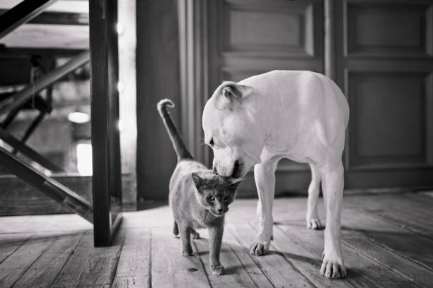 Friendly cat and Pitbull dog in the home interior. Black and white picture. Animal friendship.