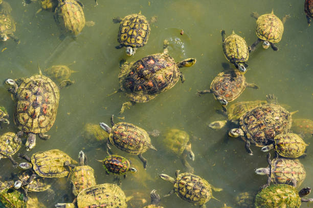 istock Crowd of turtles in the pond 1202050111
