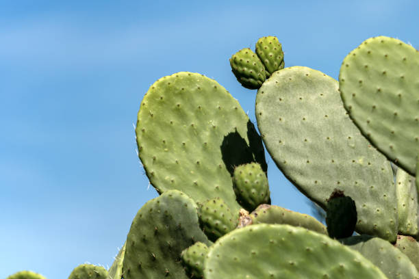 istock Green Cactus on a clear sky - Succulent Plant 1202050506