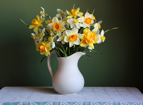 bouquet of yellow daffodils in a jug on a dark green background. garden spring flowers.