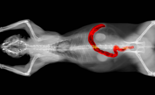 tomografía computarizada de rayos x de un intestino grueso del gato - cat scan abdomen medical scan x ray fotografías e imágenes de stock