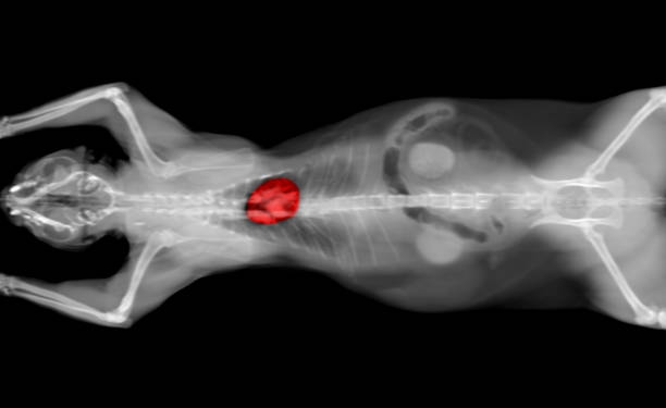 röntgen-ct-scan eines katzenherzens - body care isolated objects medicine and science isolated on black stock-fotos und bilder