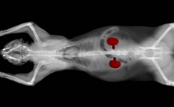 x-ray CT scan of a cat kidneys black and white CT scan of a cat pet on a black background. Oncologist veterinary diagnostic x-ray test. kidneys highlighted in red. kidney failure photos stock pictures, royalty-free photos & images