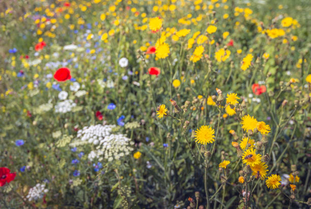 Closeup of field milk thistle and other wildflowers together in a Dutch field edge.