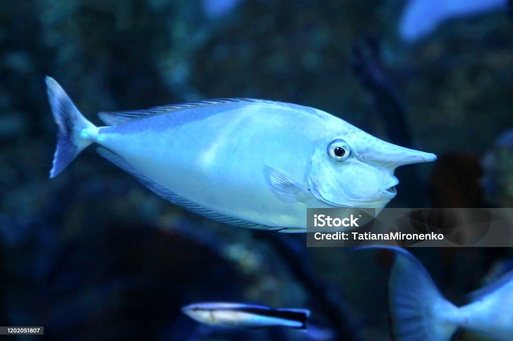 Bluespine unicornfish (Naso unicornis) or the short-nose unicornfish. Bluespine unicornfish (Naso unicornis), also known as the short-nose unicornfish. Wild life animal. Unicorn Fish Stock Photo