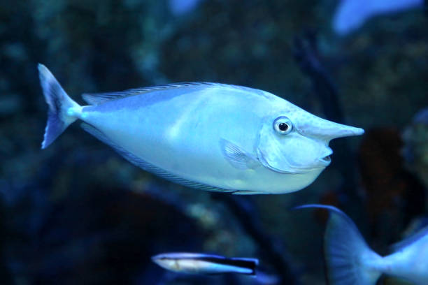 Bluespine unicornfish (Naso unicornis) or the short-nose unicornfish. Bluespine unicornfish (Naso unicornis), also known as the short-nose unicornfish. Wild life animal. naso unicornis stock pictures, royalty-free photos & images