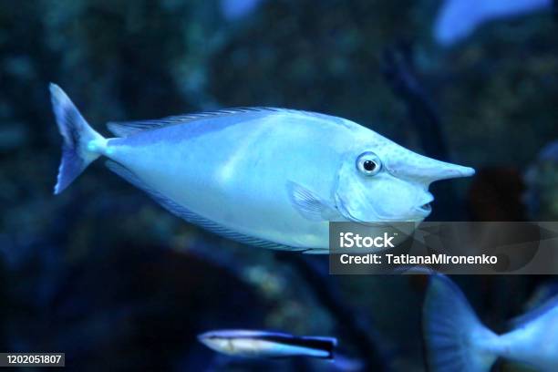 Bluespine Unicornfish Or The Shortnose Unicornfish Stock Photo - Download Image Now