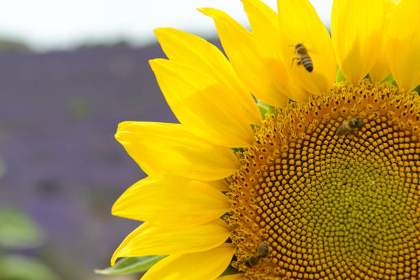 girassol - macro close up sunflower france - fotografias e filmes do acervo