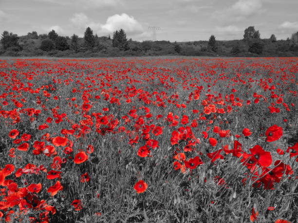 istock Hundreds of poppies 1202052700