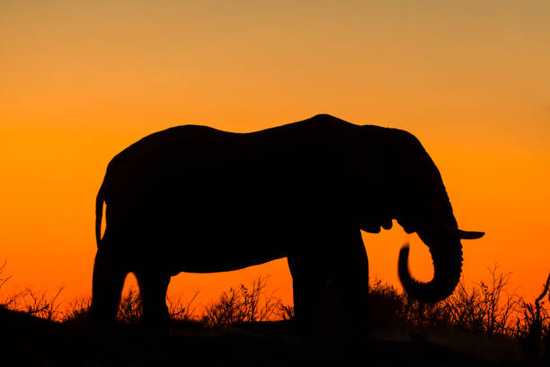 istock Elephant (Loxodonta africana) at sunset in Botswana, Africa, 1202053588