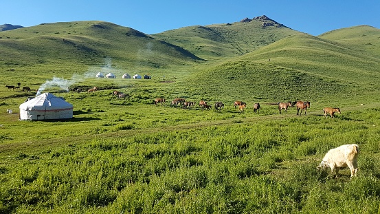 The picture was taken during a hike in Kyrgyzstan and shows the local Yurt during summer.