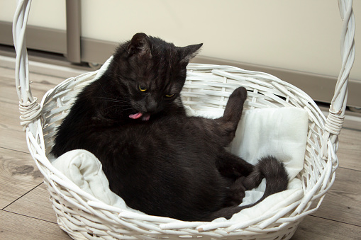 The black cat lies in a white wicker basket and washes its fur with the tongue .