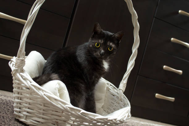istock The black cat sits on a cushion in a white wicker basket observes the point intently. 1202055312