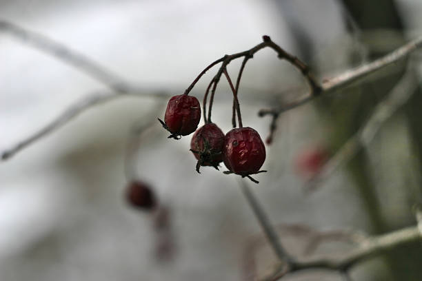 istock dry red berries on a branch in winter 1202055562