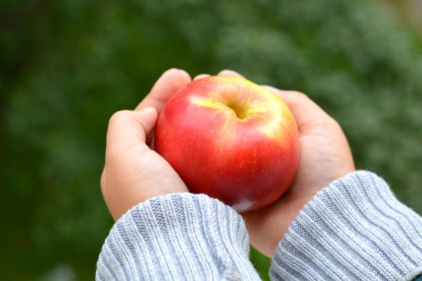 istock Red apple in the hands child 1202055834