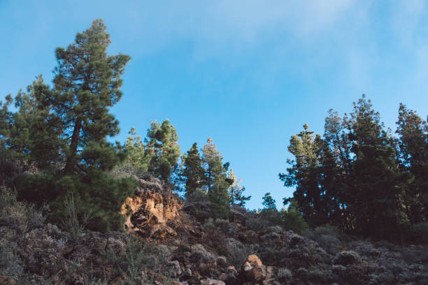 istock Low Angle View Of Trees Against Sky 1202057240