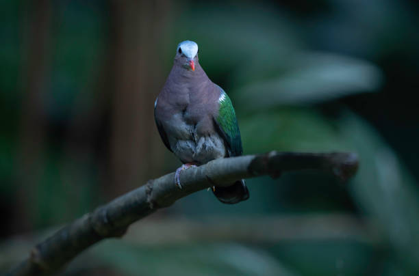istock turtledove on branch 1202058197