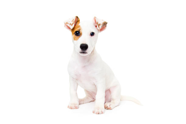 Jack Russell Terrier puppy next to a bowl isolated on white