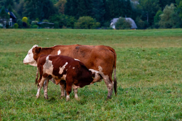 istock Cow herd in a mountain village, Carinthia, Austria - Image 1202058424
